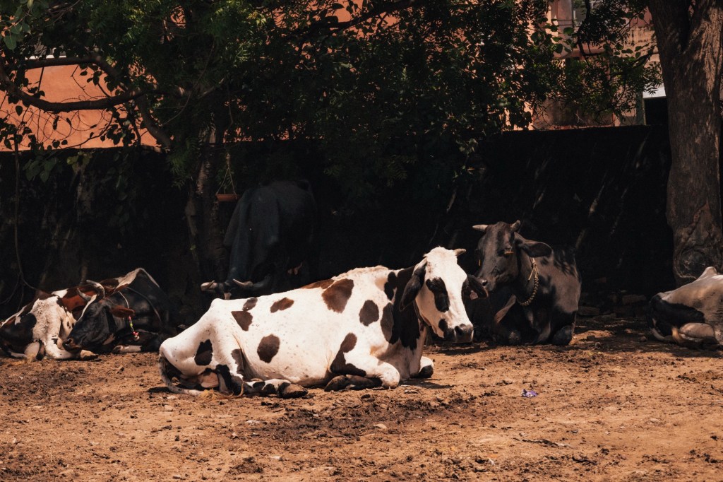India And Its Sacred Animals (All There Is To Know And Understand)